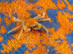 Karya Luar Biasa Finalis Kontes Fotografer Laut, Banyak di Indonesia