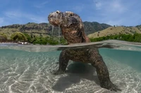 Ocean Photographer of the Year 2025