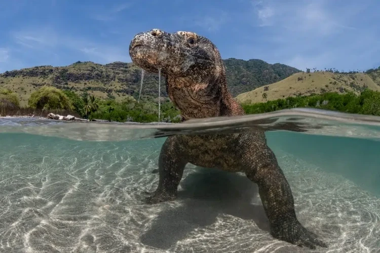 Ocean Photographer of the Year 2025 Ocean Photographer of the Year 2025