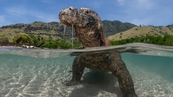 Nama: Suliman Alatiqi Lokasi: Indonesia “Foto ini diambil setelah kerja lapangan yang ekstensif dengan dukungan penjaga hutan setempat,” ujar Alatiqi. “Fokus kami adalah untuk menyoroti interaksi komodo dengan salah satu habitat utamanya—namun seringkali terabaikan—: garis pantai. Sebagai hewan berdarah dingin, komodo bergantung pada sumber eksternal untuk mengatur suhu tubuhnya. Saat cuaca panas terik, mereka dapat terlihat beristirahat di air dangkal atau lumpur untuk menurunkan suhu tubuh. Sebagai perenang yang mahir, mereka juga akan berenang atau berjalan melintasi dasar laut untuk memperluas wilayah teritorial mereka, mencari makanan atau pasangan.” Foto: Ocean Photographer of the Year