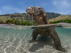 Karya Luar Biasa Finalis Kontes Fotografer Laut, Banyak di Indonesia