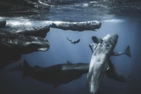Ocean Photographer of the Year 2025