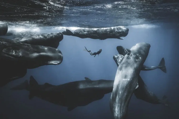Ocean Photographer of the Year 2025 Ocean Photographer of the Year 2025