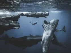 Karya Luar Biasa Finalis Kontes Fotografer Laut, Banyak di Indonesia