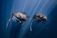 Ocean Photographer of the Year 2025