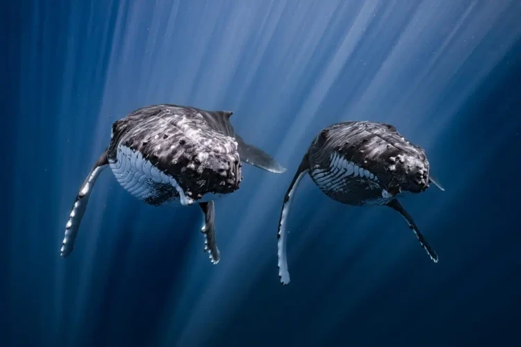Ocean Photographer of the Year 2025 Ocean Photographer of the Year 2025