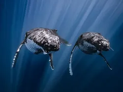 Karya Luar Biasa Finalis Kontes Fotografer Laut, Banyak di Indonesia