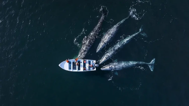 Ocean Photographer of the Year 2025 Ocean Photographer of the Year 2025