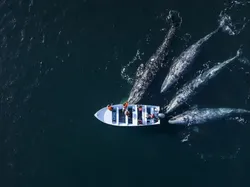 Karya Luar Biasa Finalis Kontes Fotografer Laut, Banyak di Indonesia