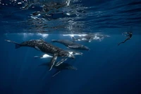 Ocean Photographer of the Year 2025