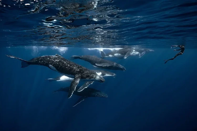 Ocean Photographer of the Year 2025 Ocean Photographer of the Year 2025