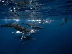 Karya Luar Biasa Finalis Kontes Fotografer Laut, Banyak di Indonesia