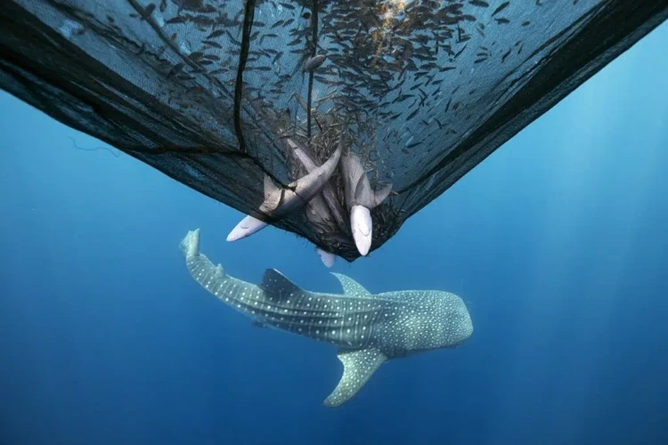 Ocean Photographer of the Year 2025 Ocean Photographer of the Year 2025