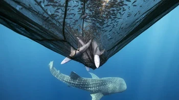 Fotografer: Daniel Flormann Kategori: Dampak Lokasi: Indonesia “Ketakutan, yang dipicu oleh film-film seperti Jaws, membutakan kita terhadap kebenaran: lebih dari 100 juta hiu dibunuh setiap tahun oleh manusia—banyak di antaranya karena tangkapan sampingan yang tidak disengaja,” kata Flormann. “Saya mengabadikan gambar ini di Papua Barat, di mana tiga hiu mati di jaring ikan teri. Di dekatnya, sirip ekor hiu paus yang terpotong setengah menceritakan kisah menyedihkan lainnya tentang dampak manusia. Hiu sangat penting bagi keseimbangan laut, namun kita justru mendorong mereka menuju kepunahan. Momen ini adalah permohonan diam-diam: untuk melihat hiu bukan sebagai bahaya, melainkan sebagai spesies yang terancam punah—dan layak diselamatkan.” Foto: Ocean Photographer of the Year