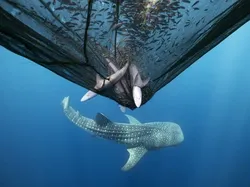 Karya Luar Biasa Finalis Kontes Fotografer Laut, Banyak di Indonesia