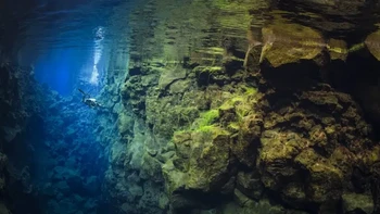 Nama: Byron Conroy Lokasi: Islandia Celah Silfra adalah dunia yang luar biasa dalam hal visibilitas, kata Conroy. Ini adalah tujuan terbaik untuk memotret dengan cahaya ambient sudut lebar. Jarak pandangnya mencapai lebih dari 100 meter dan celahnya terlihat sangat berbeda tergantung waktu dan musim. Waktu favorit saya adalah musim semi ketika kami mendapatkan cahaya yang terarah dan pertumbuhan pertama alga hijau. Foto: Ocean Photographer of the Year