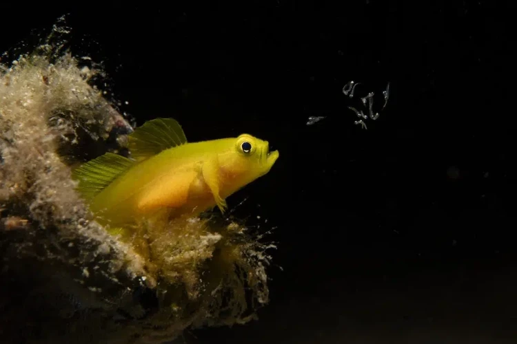 Ocean Photographer of the Year 2025 Ocean Photographer of the Year 2025