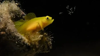 Nama: Takumi Oyama Lokasi: Jepang Foto ini menunjukkan perilaku penyebaran larva yang diamati selama penetasan ikan gobi kerdil kuning, kata Oyama. Pada ikan gobiid, perawatan induk jantan umum terjadi, tetapi yang tidak biasa, pada ikan gobi kerdil kuning, betina juga berpartisipasi dalam perawatan penetasan induk. Ikan ini adalah betina, yang melepaskan larva yang baru menetas ke dalam kolom air dari mulutnya. Foto: Ocean Photographer of the Year