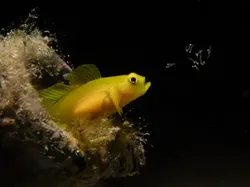 Karya Luar Biasa Finalis Kontes Fotografer Laut, Banyak di Indonesia