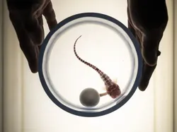 Karya Luar Biasa Finalis Kontes Fotografer Laut, Banyak di Indonesia