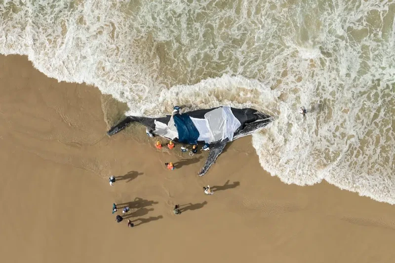 Ocean Photographer of the Year 2025