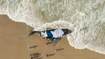 Nama: Craig Parry Lokasi: Australia Pada dini hari tanggal 1 Juli, kami menerima telepon tentang seekor paus bungkuk yang terdampar, kata Parry. Dokter hewan satwa liar Steve Van Mill segera menilai situasi dan menghubungi SeaWorld Marine Rescue dan lembaga-lembaga penting lainnya untuk mengoordinasikan respons. Selama 15 jam, tim penyelamat dan masyarakat setempat bekerja tanpa lelah dalam upaya terpadu untuk menyelamatkannya. Sayangnya, terlepas dari dedikasi mereka, ia tidak dapat diselamatkan. Meskipun hasilnya memilukan, menyaksikan kolaborasi dan kasih sayang yang ditunjukkan oleh berbagai lembaga dan relawan sungguh mengharukan—sebuah pengingat yang kuat tentang apa yang dapat dicapai ketika orang-orang bersatu dengan tujuan bersama. Foto: Ocean Photographer of the Year