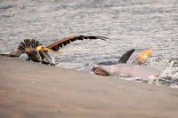 Ocean Photographer of the Year 2025