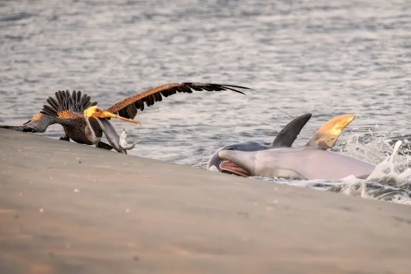 Ocean Photographer of the Year 2025