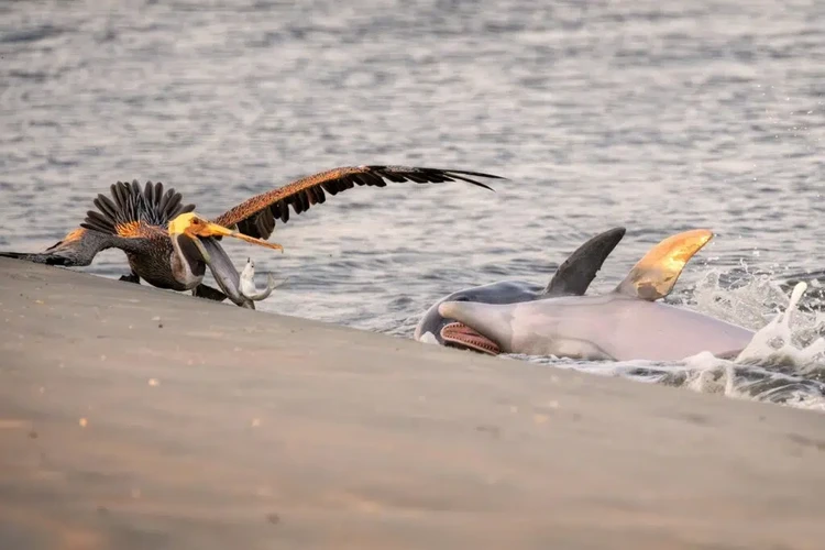 Ocean Photographer of the Year 2025 Ocean Photographer of the Year 2025