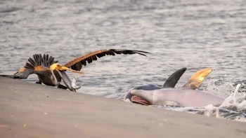 Fotografer: Kat Zhou Kategori: Satwa Liar Lokasi: AS “Seekor pelikan oportunis menukik untuk mencuri ikan dari lumba-lumba yang mencari makan di pantai. “Saat lumba-lumba mencari makan di pantai, mereka mengumpulkan umpan ikan dan membawanya ke pantai,” kata Zhou. “Pelikan biasanya mengintai di dekatnya, berharap memanfaatkan mangsa yang mudah. Mengikuti pelikan biasanya merupakan indikator yang baik untuk mengetahui di mana di sepanjang pantai lumba-lumba akan terdampar selanjutnya. Meskipun ada sekitar 350 lumba-lumba yang menjadikan Carolina Selatan sebagai rumah mereka, perilaku mencari makan di pantai yang langka ini hanya dilakukan oleh beberapa anggota dari satu kawanan.” Foto: Ocean Photographer of the Year