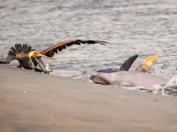 Karya Luar Biasa Finalis Kontes Fotografer Laut, Banyak di Indonesia