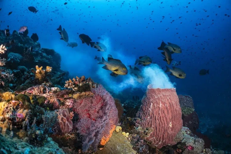 Ocean Photographer of the Year 2025 Ocean Photographer of the Year 2025