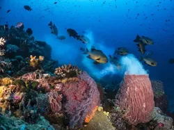 Karya Luar Biasa Finalis Kontes Fotografer Laut, Banyak di Indonesia