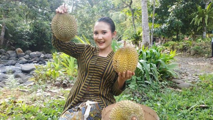 PANEN DURIAN DI DESA WISATA DUREN SARI TRENGGALEK.