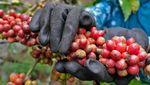 Panen Kopi Robusta di Temanggung Melimpah Tahun Ini