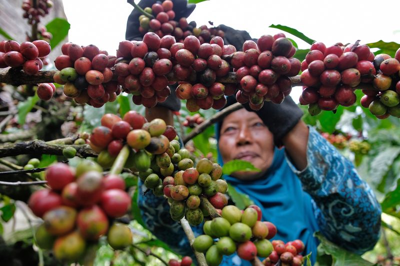 Petani menuangkan hasil panen kopi jenis Robusta ke dalam karung di perkebunan Desa Sidoharjo, Candiroto, Temanggung, Jawa Tengah, Jumat (22/8/2025). Asosiasi Eksportir Kopi Indonesia (AEKI) menyatakan produksi kopi pada awal tahun 2025 tumbuh sekitar 40-60 persen disebabkan produksi biji kopi kembali normal, dibandingkan tahun sebelumnya yang terganggu fenomena alam La-Nina dan El-Nino yang mempengaruhi hasil panen. ANTARA FOTO/Anis Efizudin/rwa.