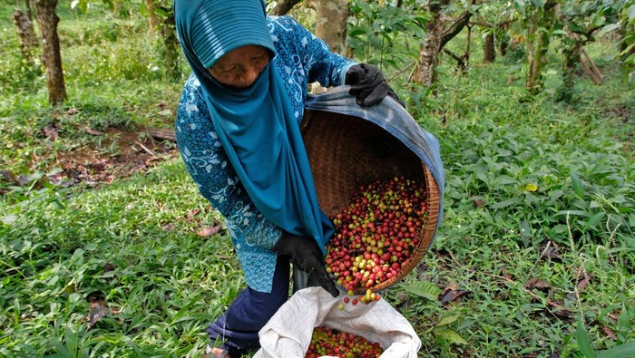 Panen Kopi Robusta di Temanggung Melimpah Tahun Ini Petani menuangkan hasil panen kopi jenis Robusta ke dalam karung di perkebunan Desa Sidoharjo, Candiroto, Temanggung, Jawa Tengah, Jumat (22/8/2025). Asosiasi Eksportir Kopi Indonesia (AEKI) menyatakan produksi kopi pada awal tahun 2025 tumbuh sekitar 40-60 persen disebabkan produksi biji kopi kembali normal, dibandingkan tahun sebelumnya yang terganggu fenomena alam La-Nina dan El-Nino yang mempengaruhi hasil panen. ANTARA FOTO/Anis Efizudin/rwa.