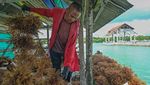 Petani Wakatobi Tekuni Budidaya Rumput Laut Coklat