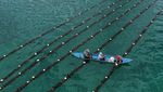Petani Wakatobi Tekuni Budidaya Rumput Laut Coklat