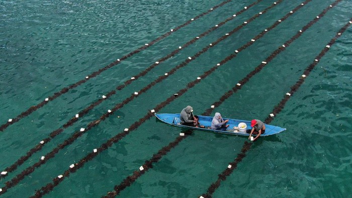 Petani Wakatobi Tekuni Budidaya Rumput Laut Coklat Foto udara petani menuju lokasi pembibitan rumput laut coklat (Phaeophyta) di perairan Desa Liya Raya, Wakatobi, Sulawesi Tenggara, Jumat (22/8/2025). Petani setempat menyatakan dalam sebulan dapat memanen puluhan ton rumput laut yang dijual dengan harga Rp15 ribu per kilogram sebagai bahan baku pembuatan agar-agar. ANTARA FOTO/Andry Denisah/foc.