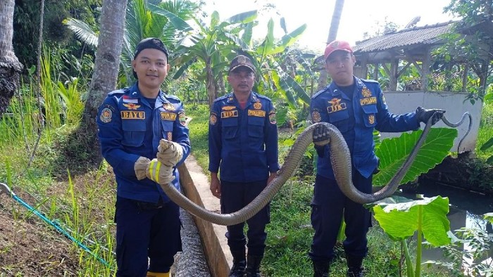 Petugas Damkar Ciamis berhasil mengevakuasi king kobra sepanjang 3 meter.