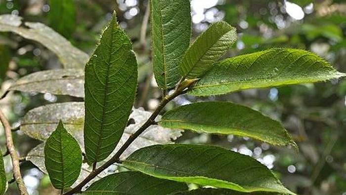 Pohon Ipuh. Foto: laman iNaturalist