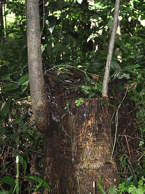 Pohon Ipuh. Foto: laman iNaturalist