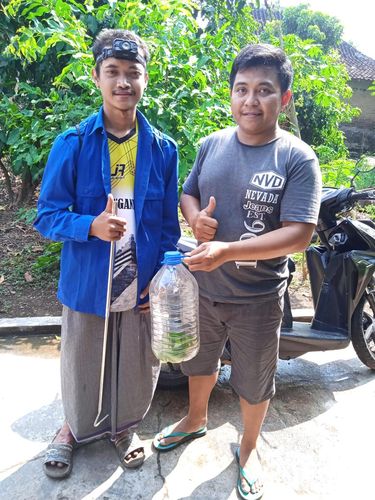 Ular viper hijau dievakuasi dari rumah warga Desa Suruhkalang, Kecamatan Jaten, Kabupaten Karanganyar, Jumat (22/8/2025).