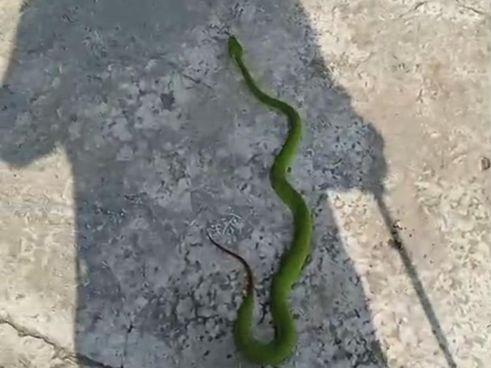Ular viper hijau dievakuasi dari rumah warga Desa Suruhkalang, Kecamatan Jaten, Kabupaten Karanganyar, Jumat (22/8/2025).