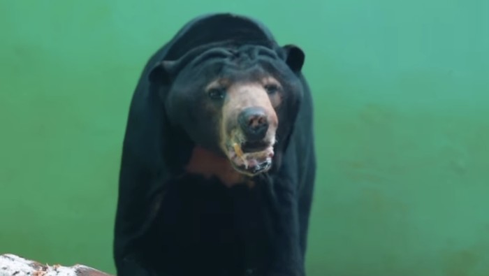Viral Beruang Madu Kurus di Ragunan, Pengelola: Satwa Dirawat Sesuai Standar