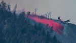 Kebakaran Hutan Hanguskan 1.309 Hektare di California
