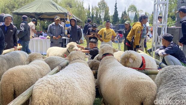 Domba Batur yang mencuri perhatian wisatawan Dieng Culture Festival (DCF) di komplek Candi Arjuna, Sabtu (23/8/2025).