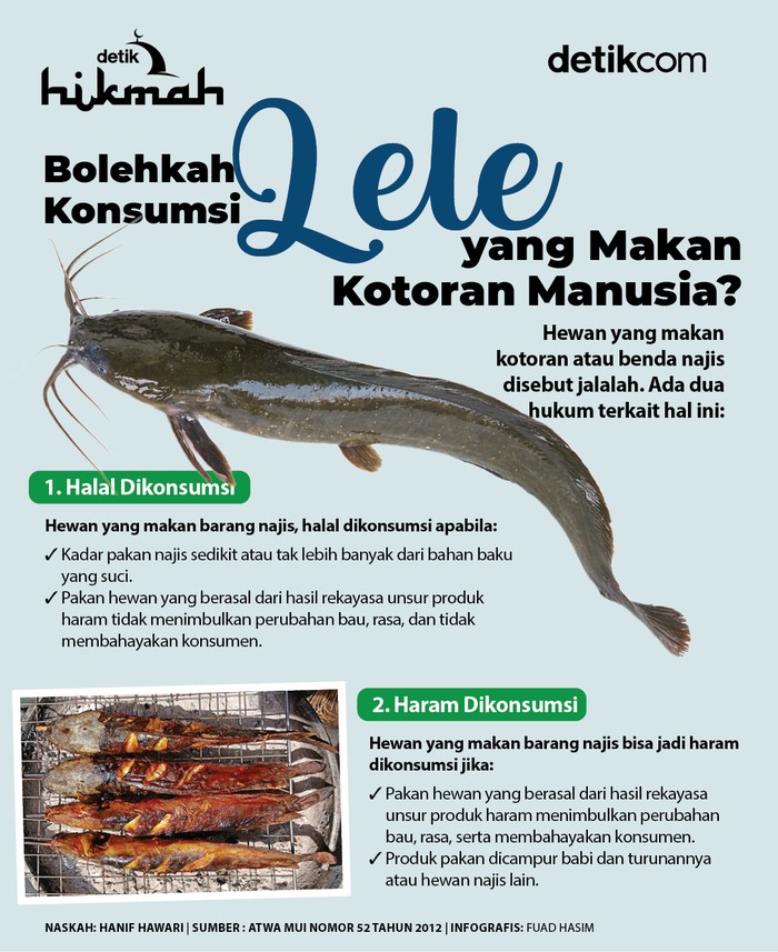 Infografis hukum konsumsi lele yang makan kotoran Infografis hukum konsumsi lele yang makan kotoran