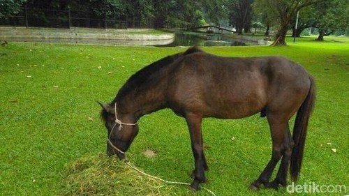 Di Istana Cipanas ada 24 ekor kuda yang menempati beberapa istal di bagian belakang istana yang dirimbuni koloni pepohonan bambu.